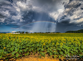 Pot Of Gold Beaver Dam Farm  By Terry Aldhizer
